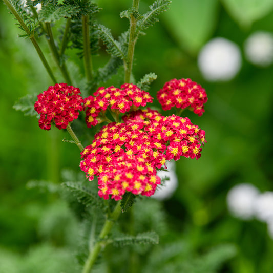 Achillea millefolium  'Strawberry Seduction'