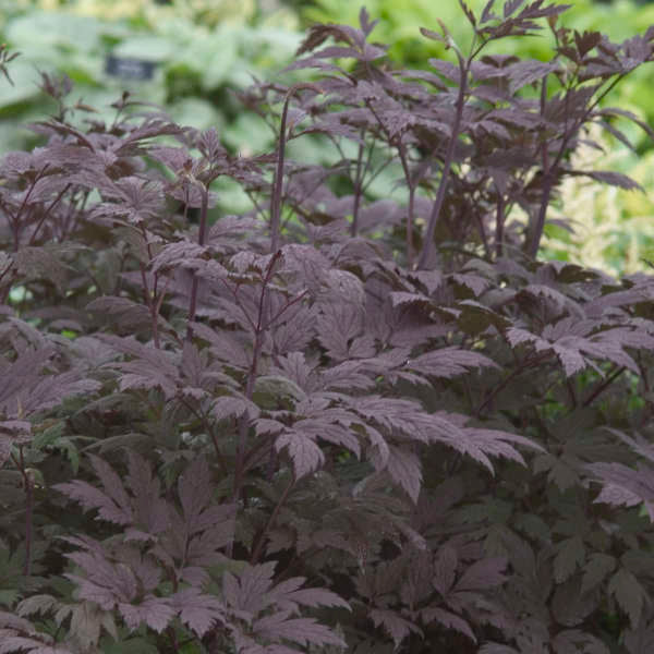Actaea simplex 'Hillside Black Beauty'