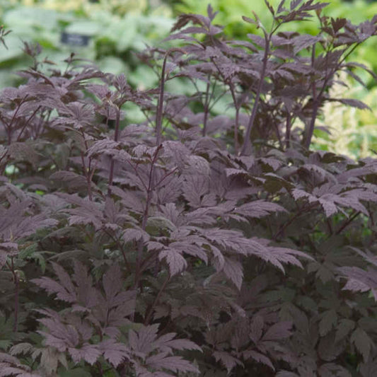 Actaea simplex 'Hillside Black Beauty'