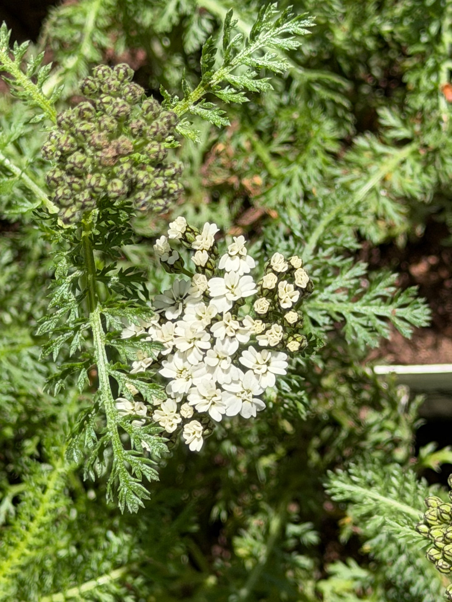 Achillea millefolium 'New Vintage™ White' (Yarrow)