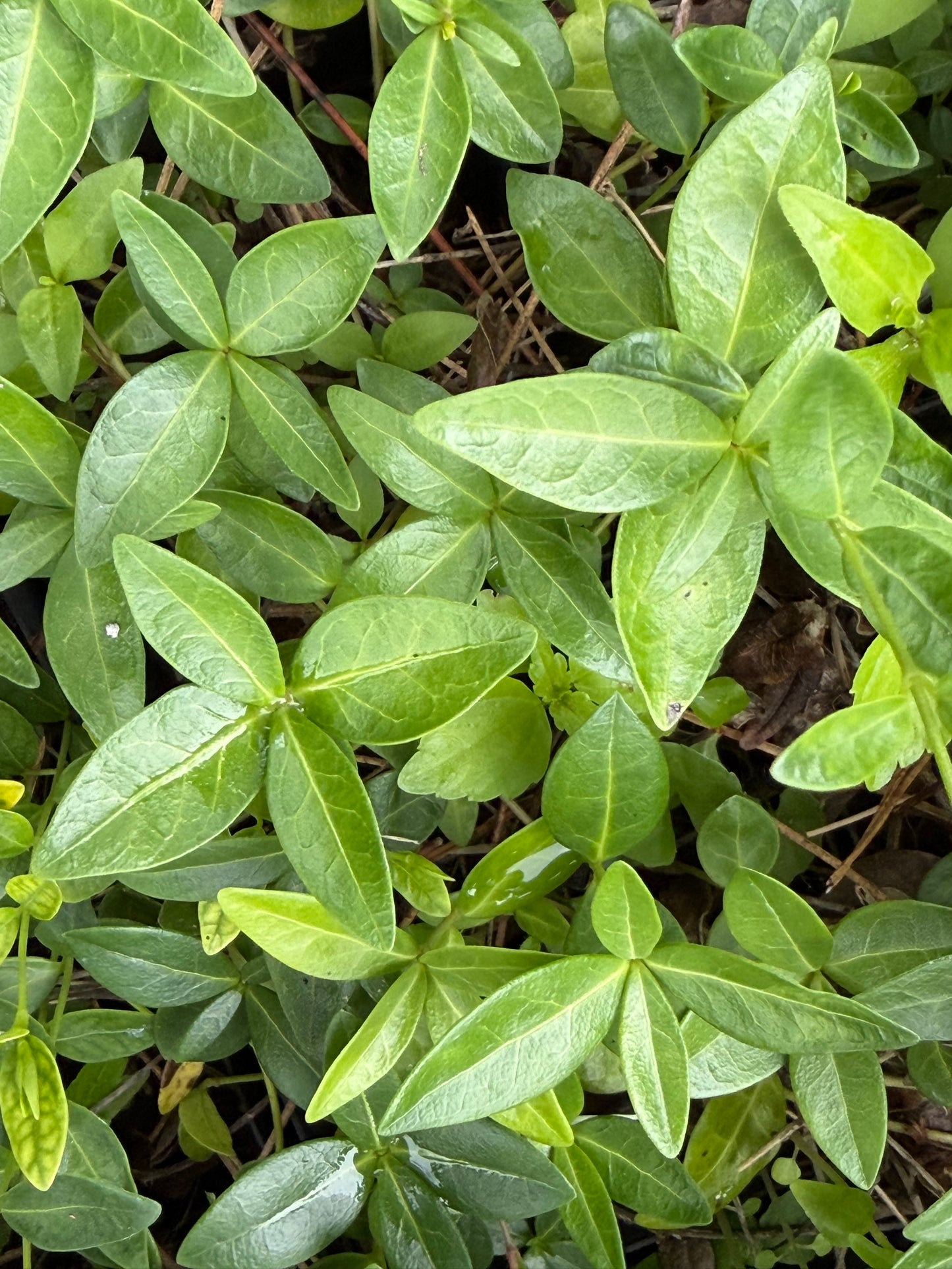 Vinca minor 'Temptation'