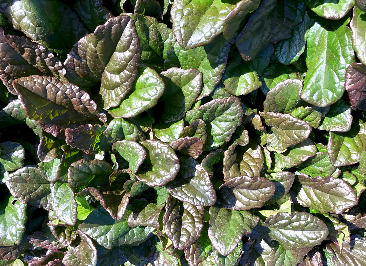 Ajuga reptans 'Bronze Beauty'