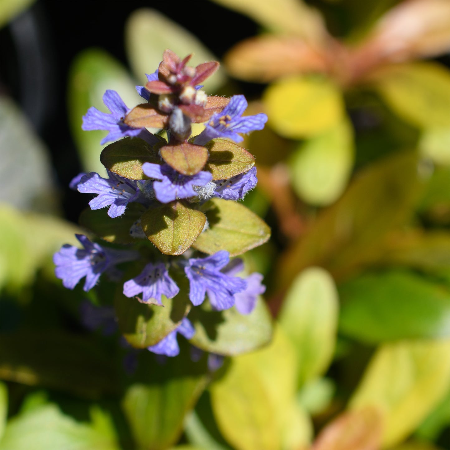 Ajuga reptans Feathered Friends 'Petite Parakeet'