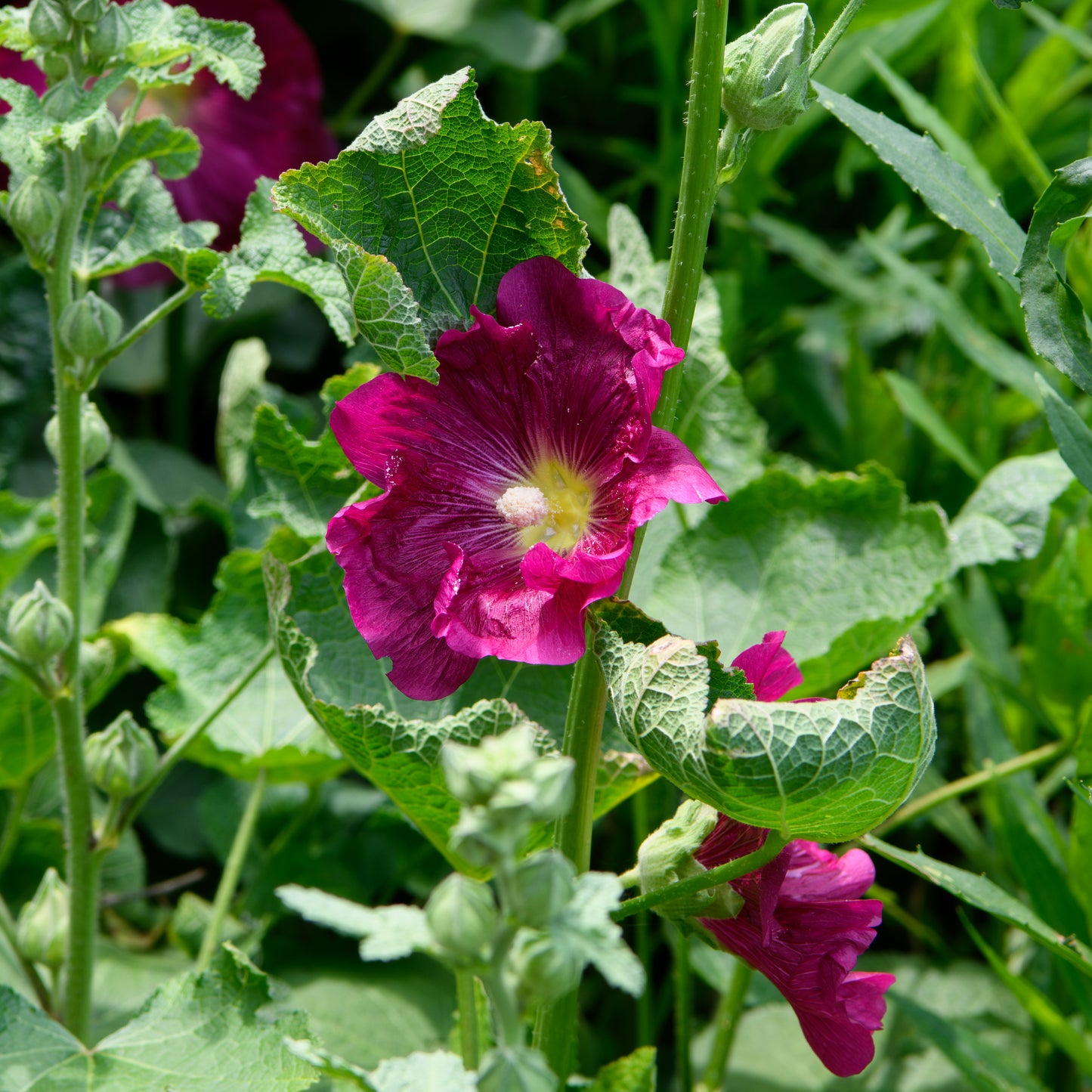 Alcea froloviana 'Las Vegas'