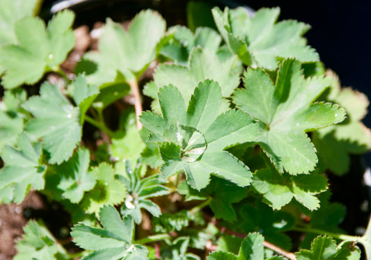Alchemilla sericata 'Gold Strike'