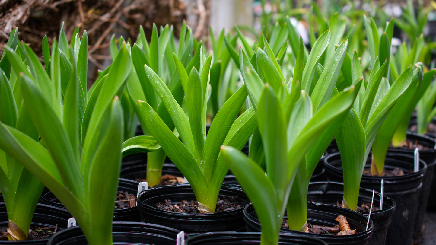 Allium giganteum 'Gladiator' (potted)