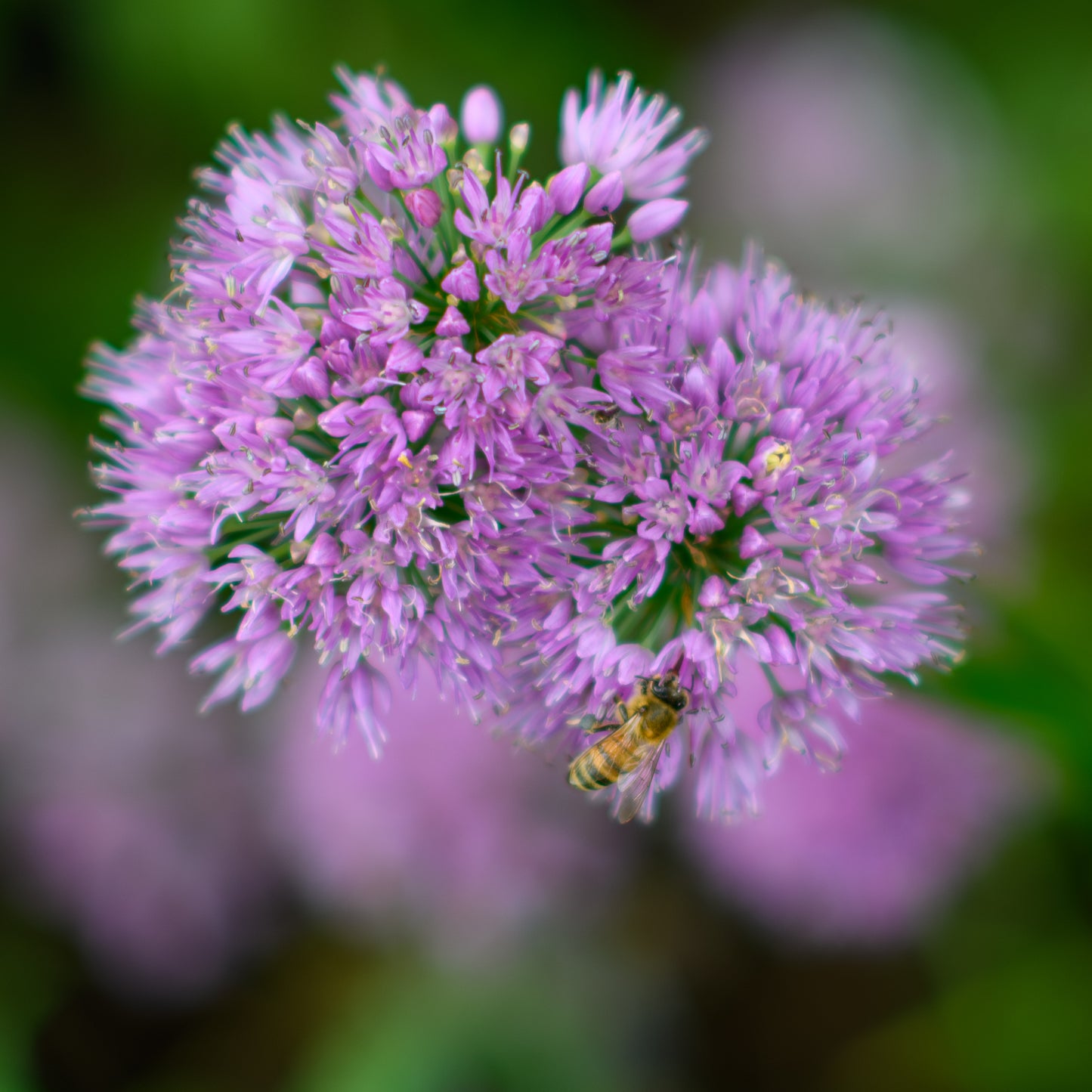 Allium x 'Millenium'