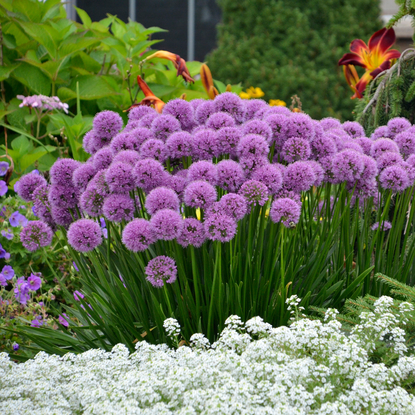 Allium x 'Millenium'