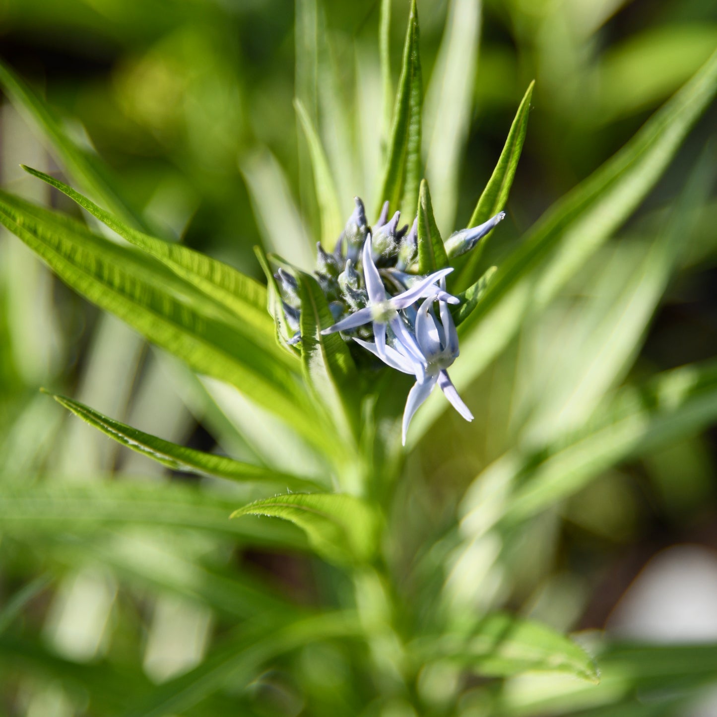 Amsonia ciliata