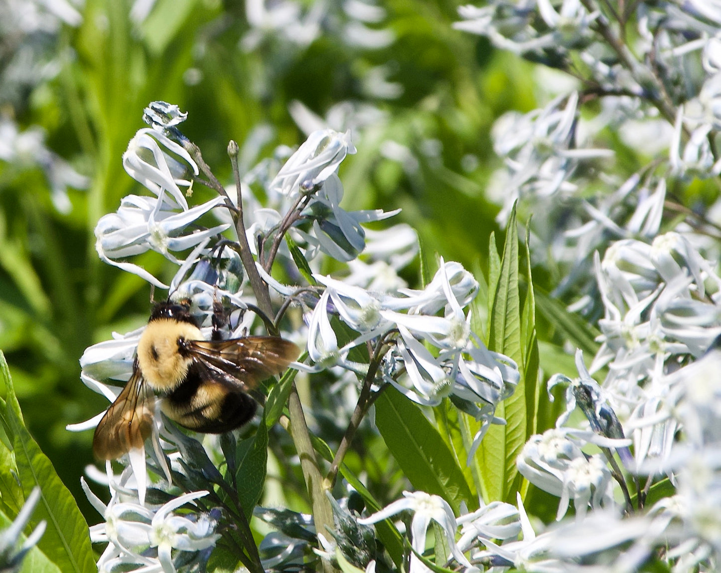 Amsonia illustris