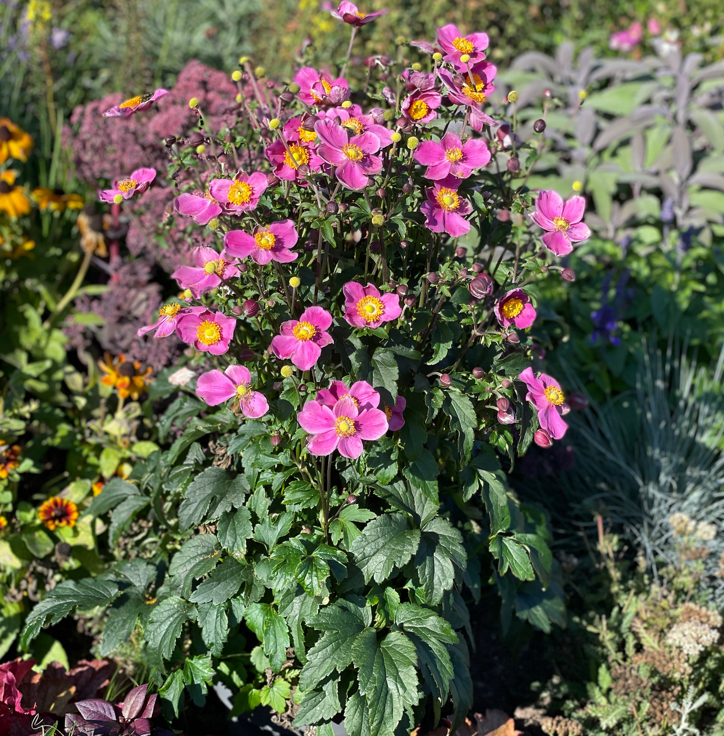 Anemone 'Dawn Breaker' (Windflower)