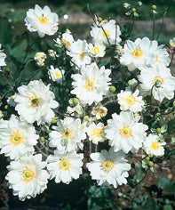 Anemone hybrida 'Whirlwind'