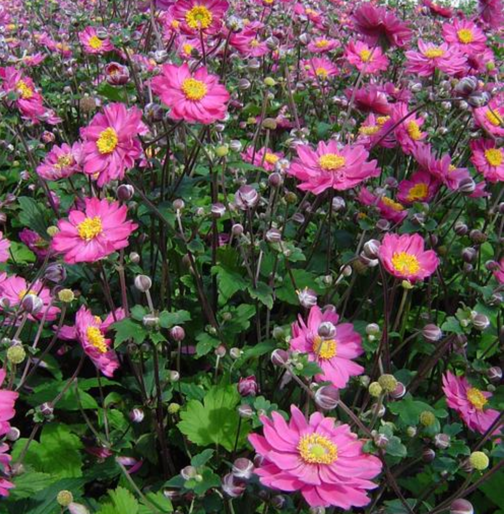 Anemone japonica 'Pamina'