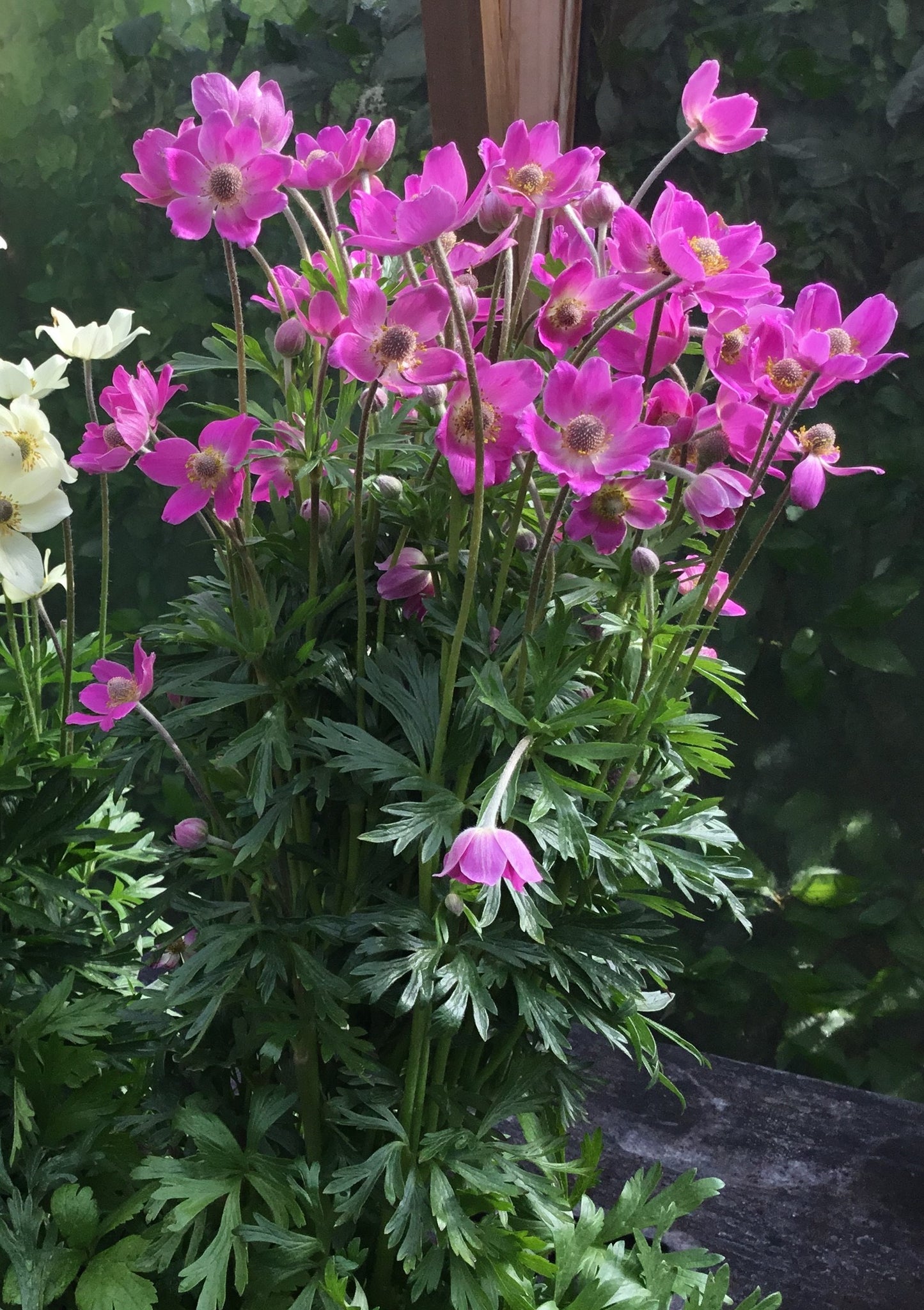 Anemone sylvestris 'Spring Beauty'