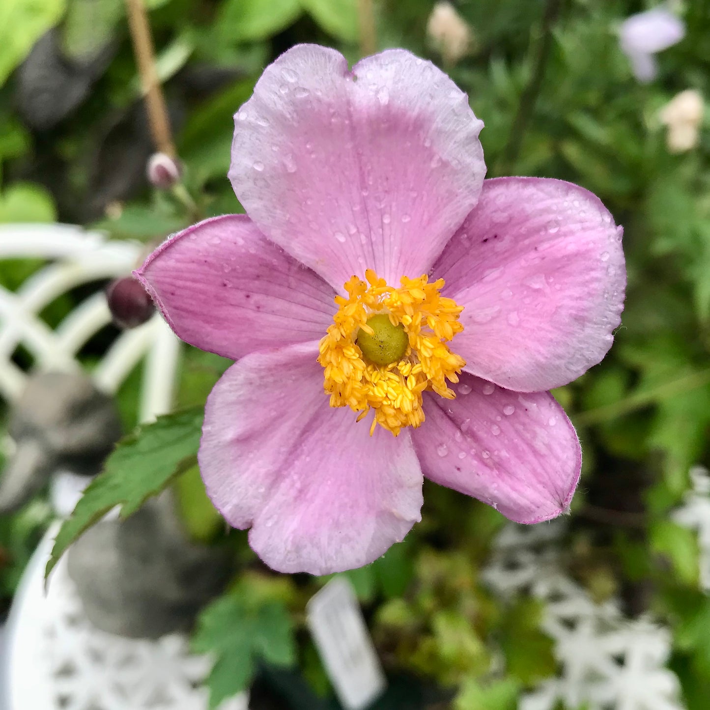 Anemone tomemtosa 'Robustissima'