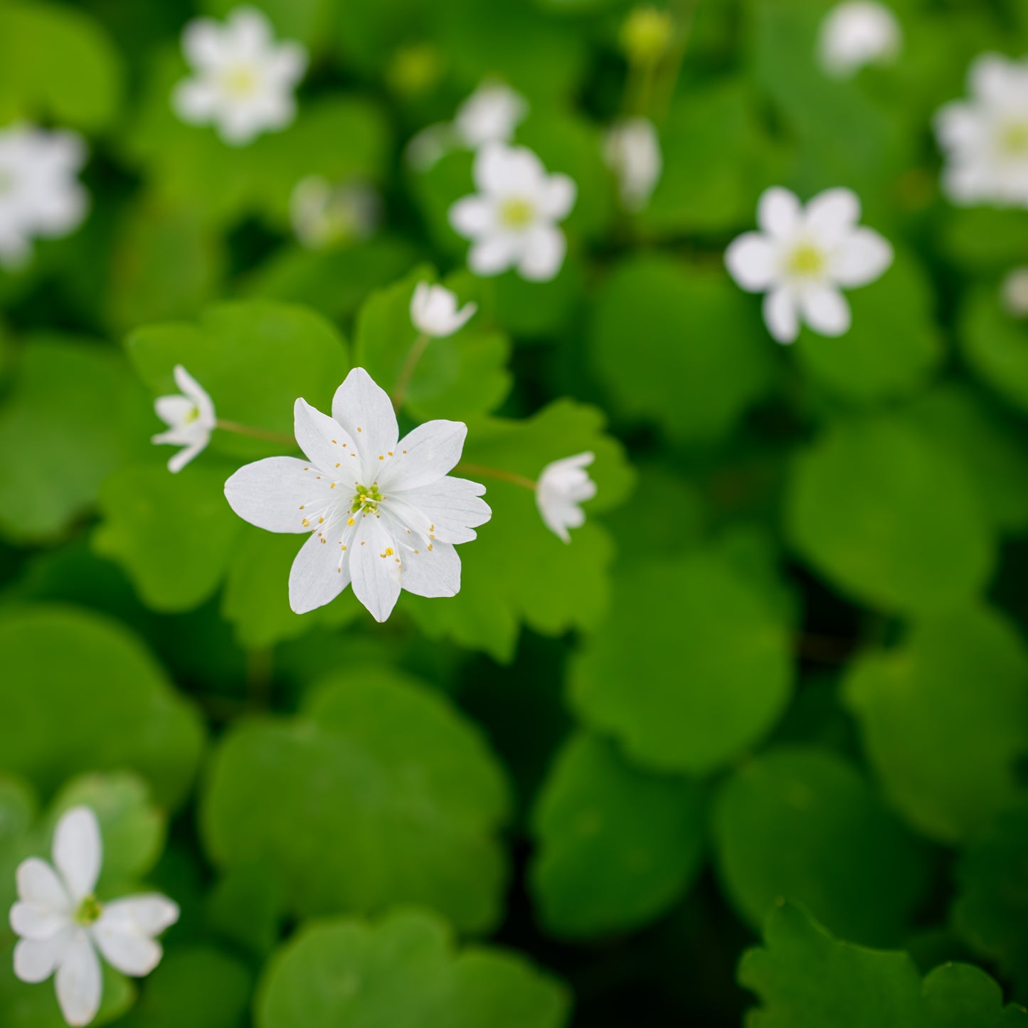 Anemonella thalictroides