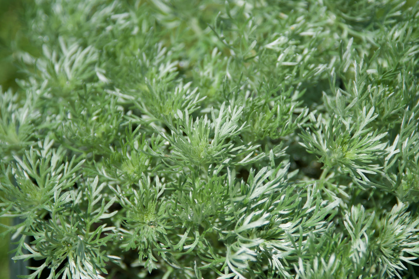 Artemisia schmidtiana 'Silver Mound'