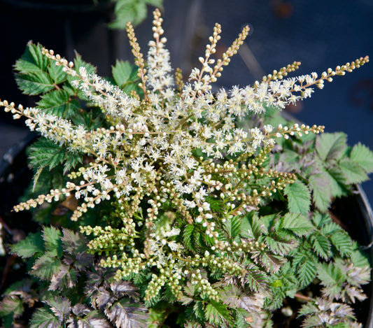 Aruncus x  'Misty Lace'