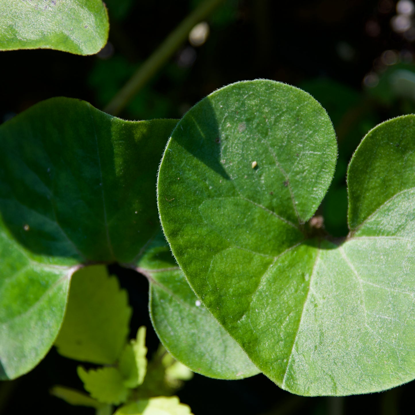 Asarum canadense