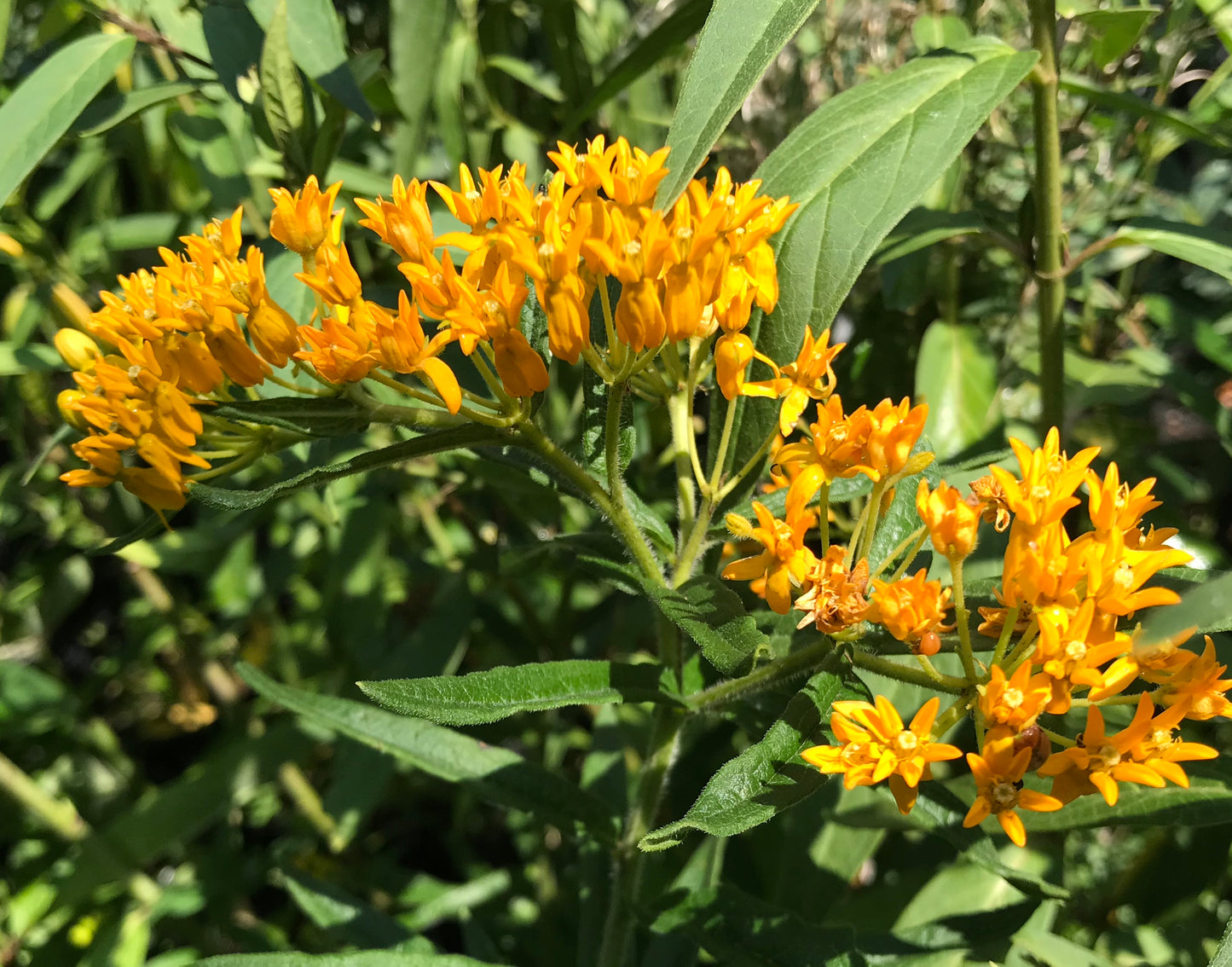 Asclepias tuberosa 'Hello Yellow