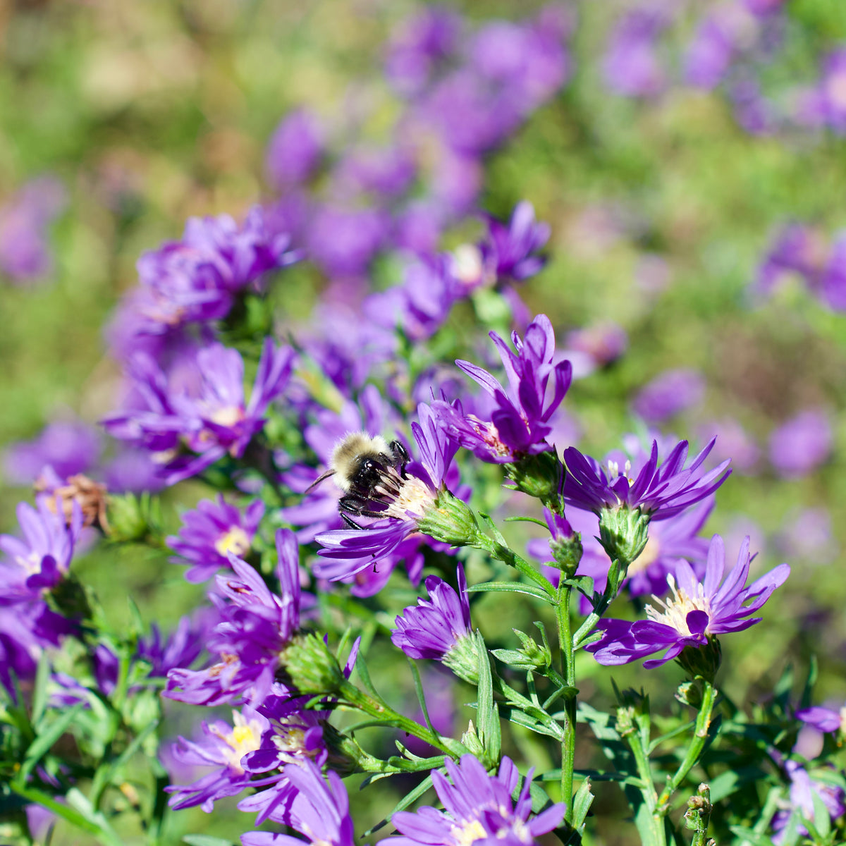 Aster x Kickin 'Lilac Blue'