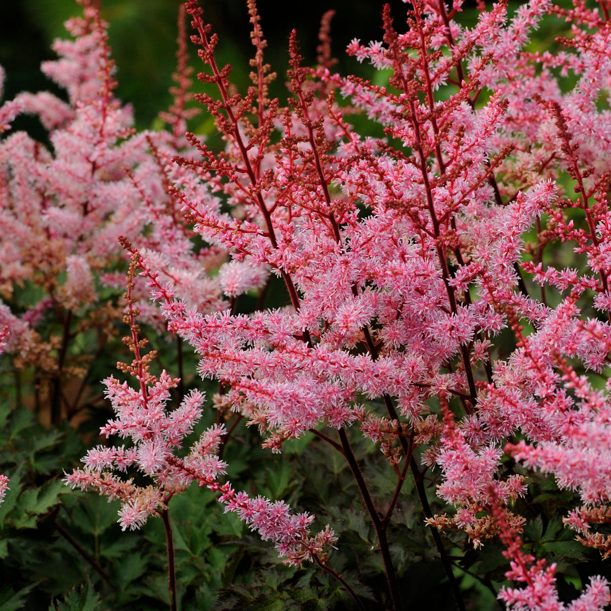 Astilbe x 'Delft Lace'