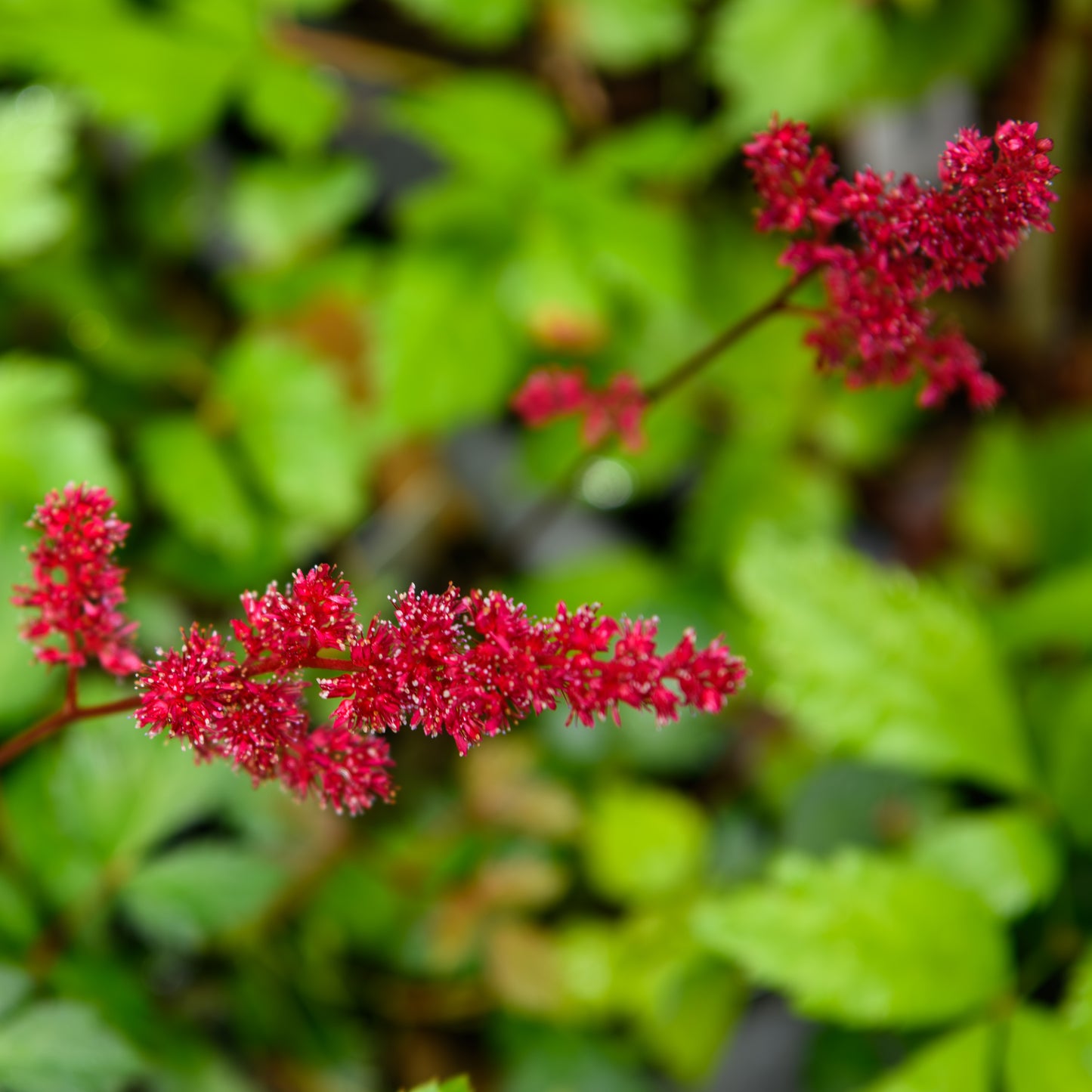 Astilbe arendsii 'Etna'