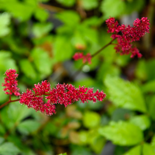 Astilbe arendsii 'Etna'
