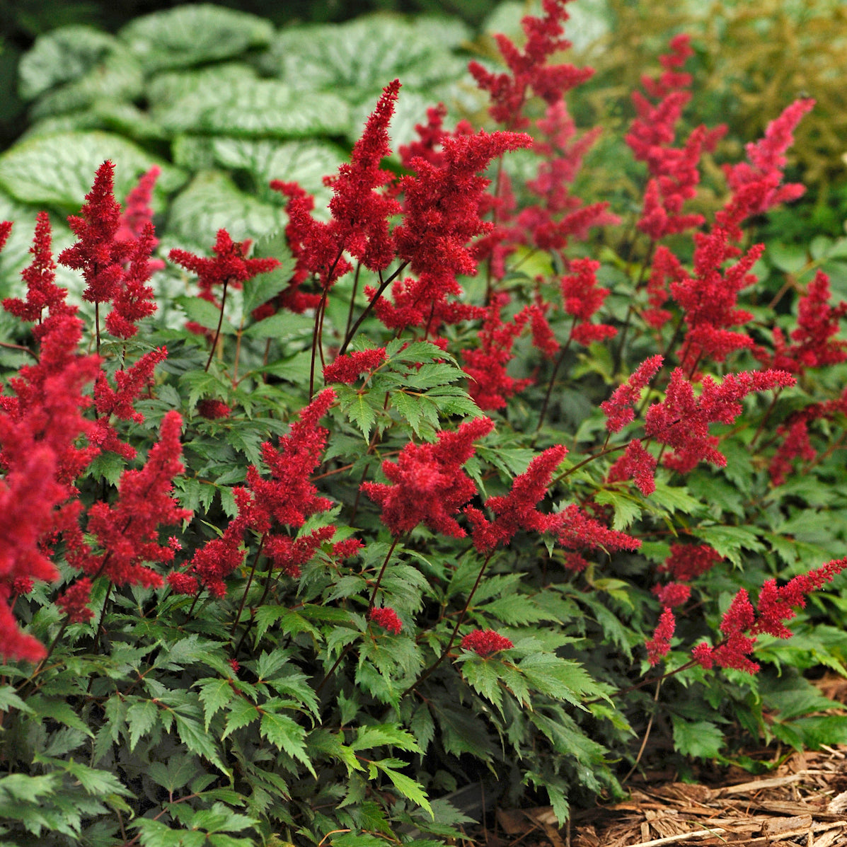 Astilbe arendsii 'Fanal'