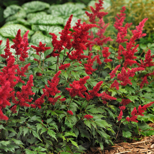 Astilbe arendsii  'Fanal'