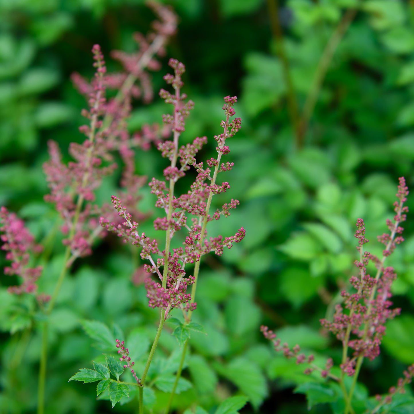 Astilbe arendsii 'Fire' (Feuer)