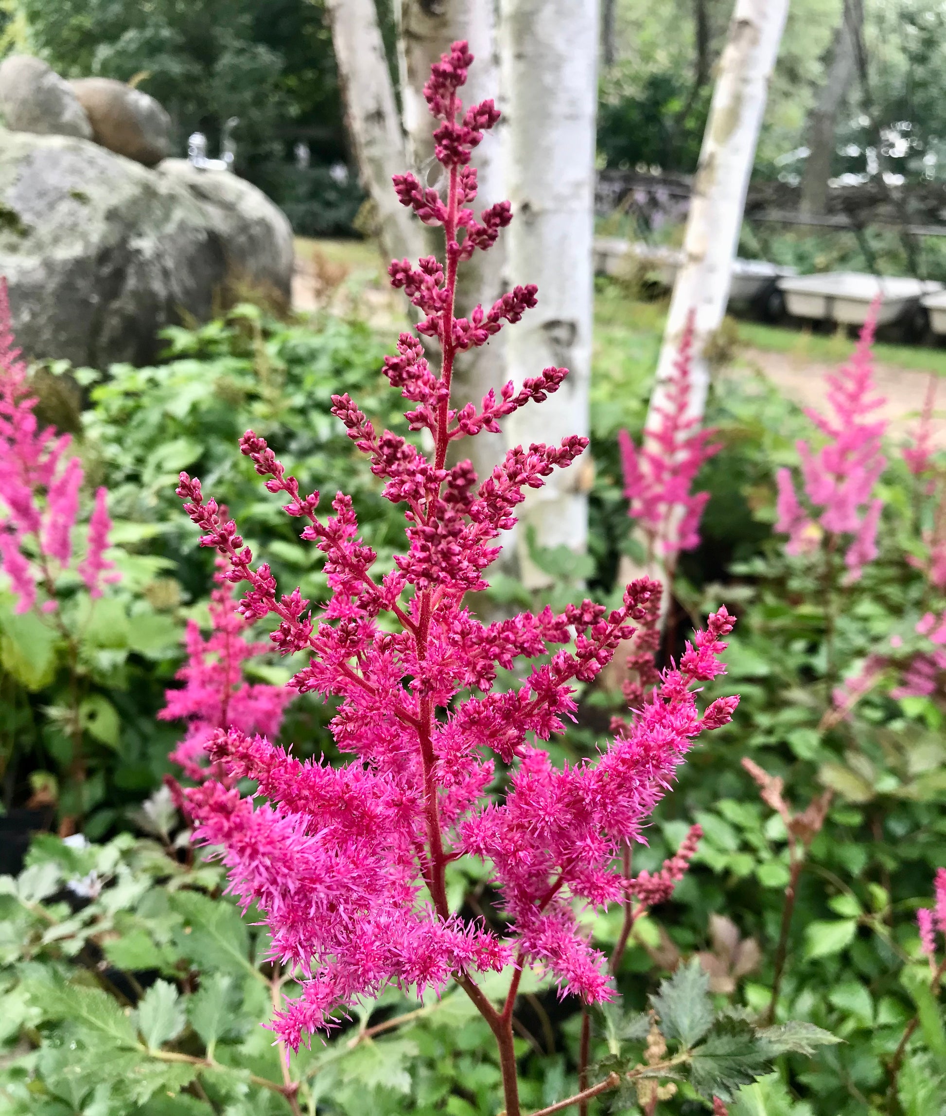 Astilbe chinensis  'Mighty Chocolate Cherry'