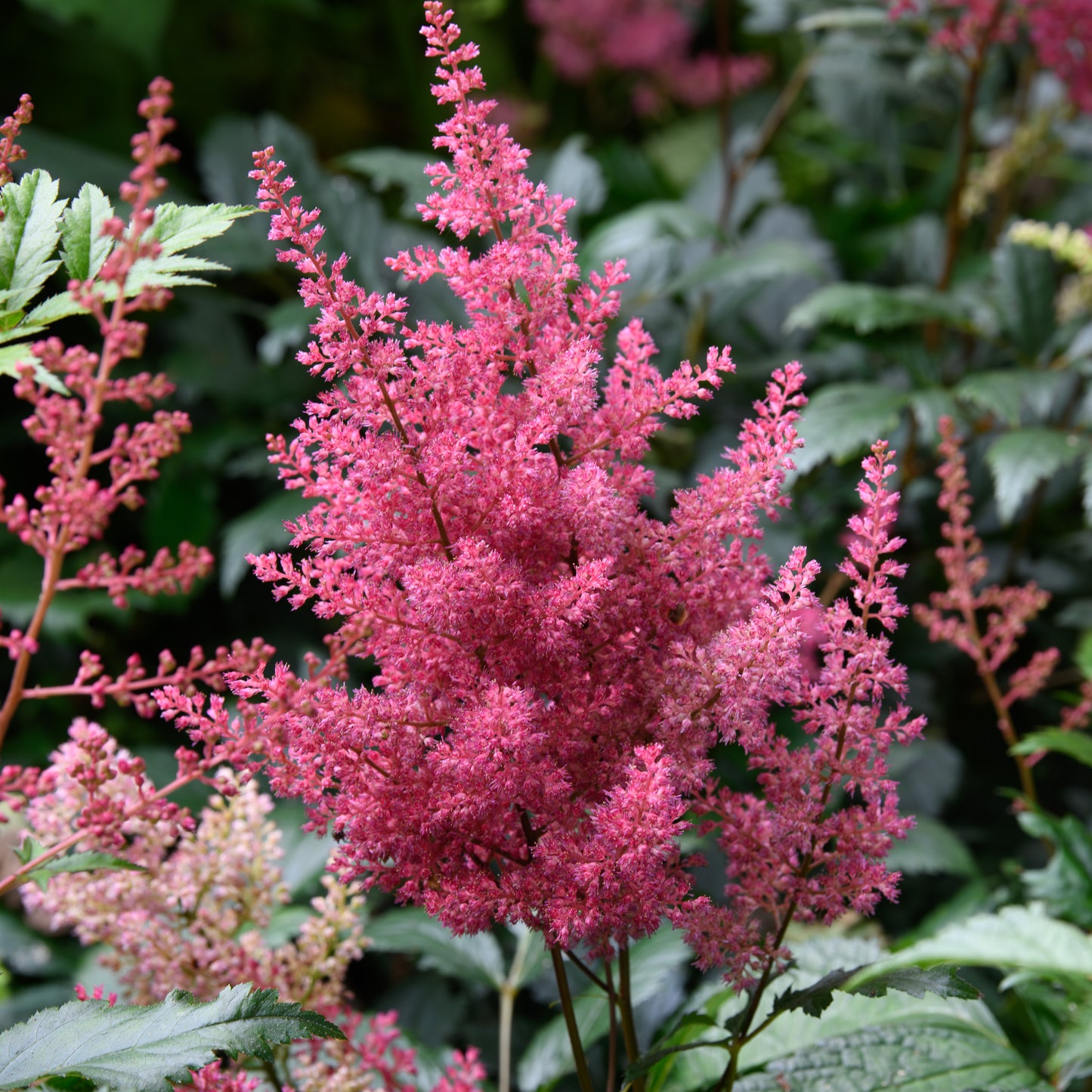 Astilbe japonica 'Montgomery'