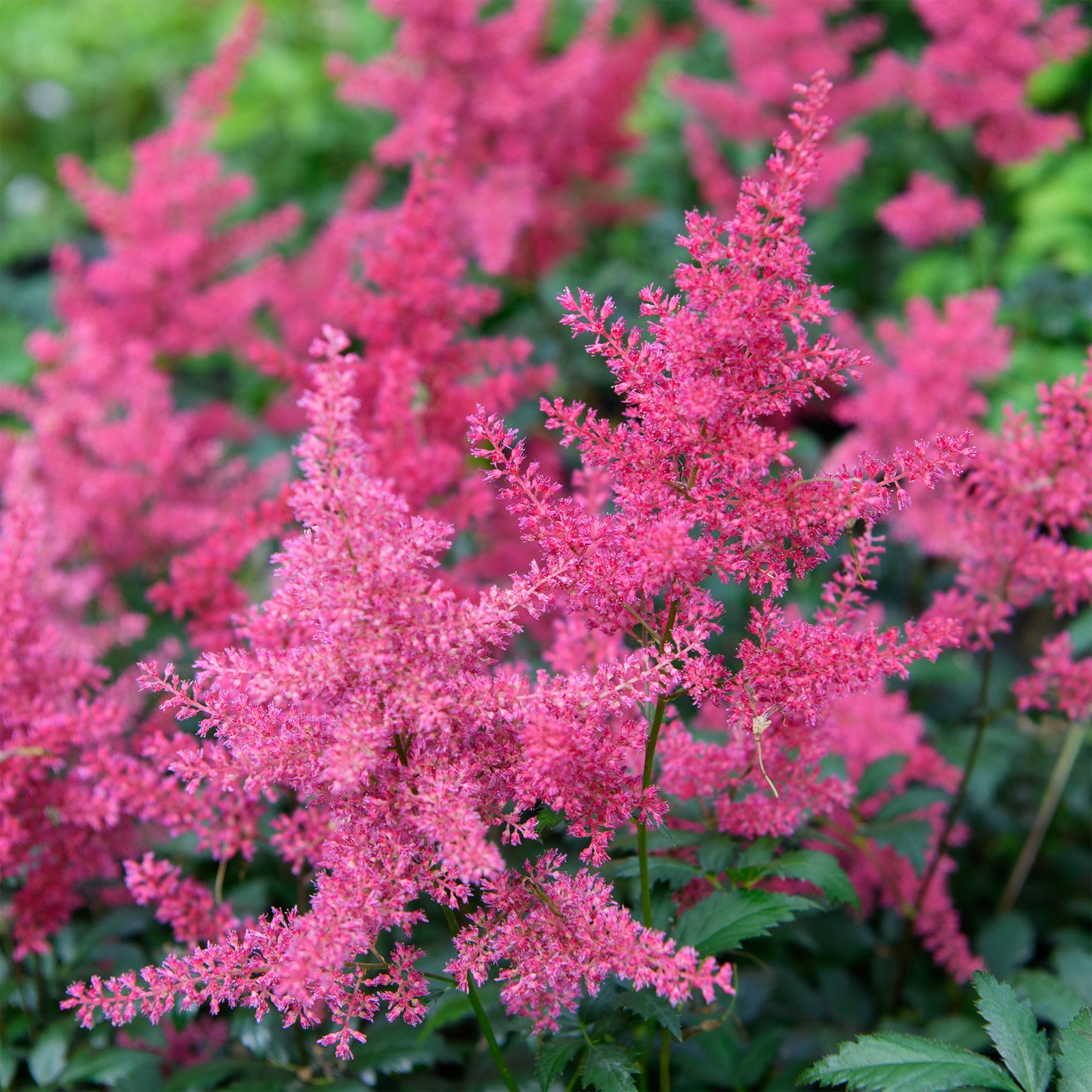 Astilbe japonica 'Montgomery'