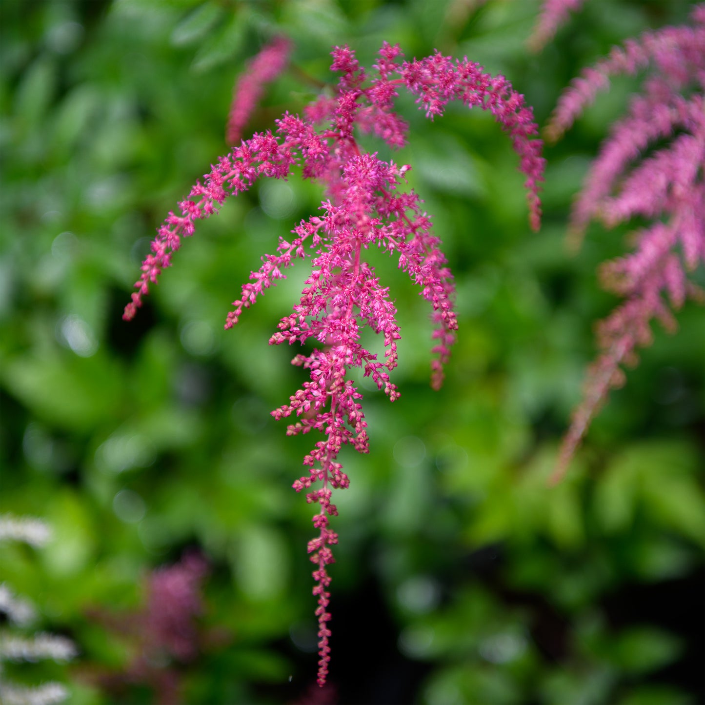 Astilbe thunbergii 'Red Charm'