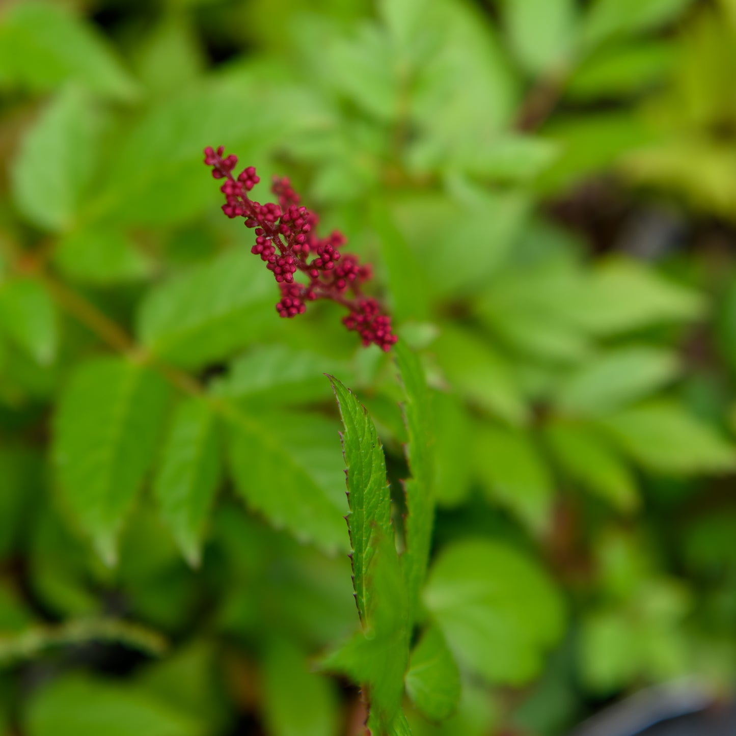 Astilbe x arendsii 'Radius'