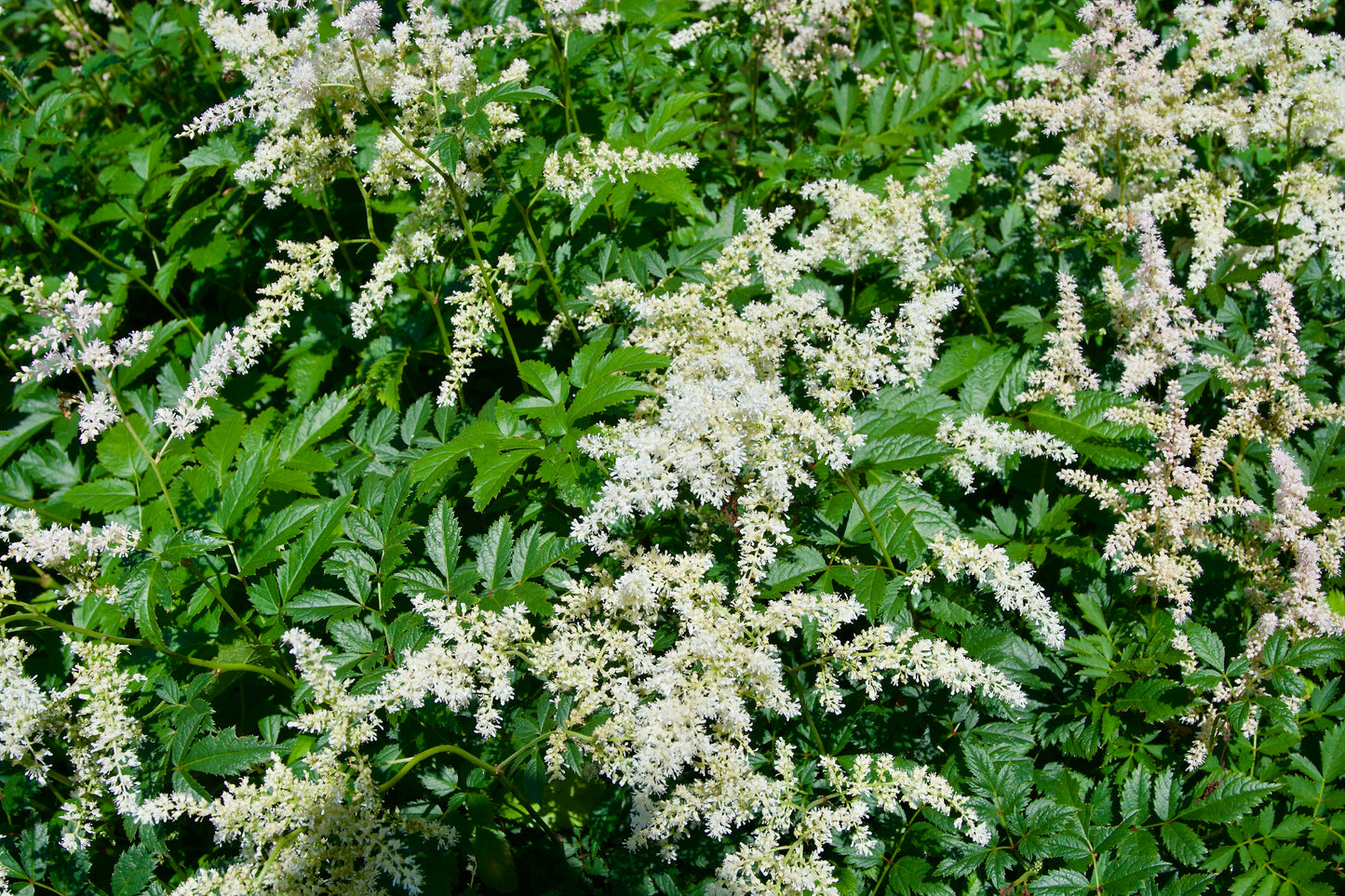 Astilbe arendsii 'Avalanche'