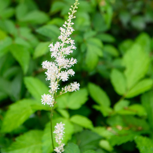 Astilbe arendsii 'Irrlicht'