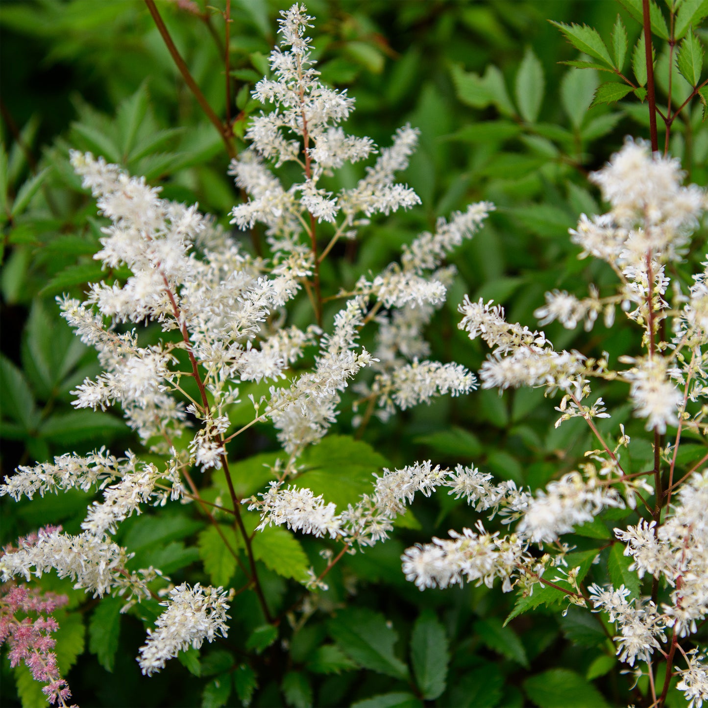 Astilbe arendsii 'Rock & Roll'