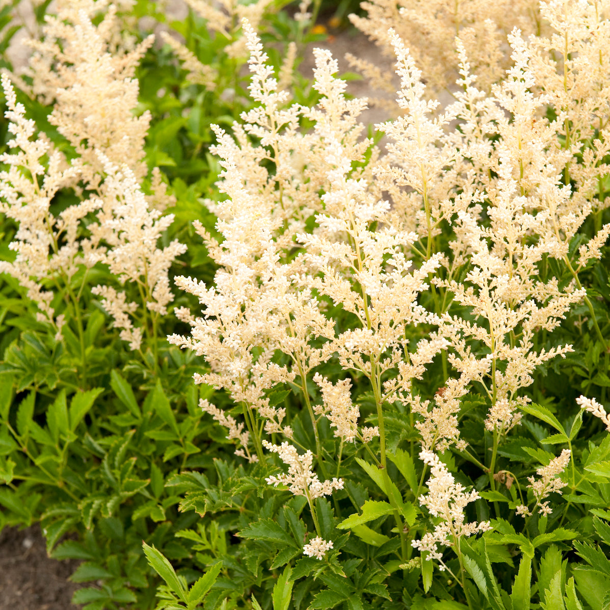 Astilbe arendsii 'Snowdrift'