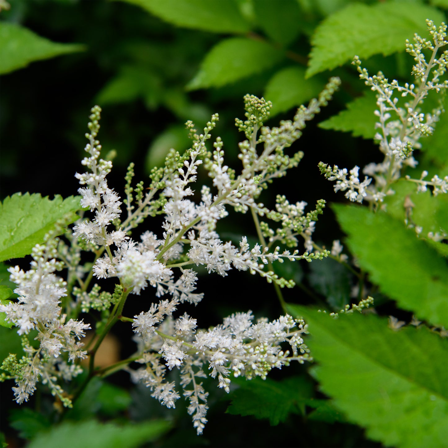 Astilbe arendsii 'White Wings'