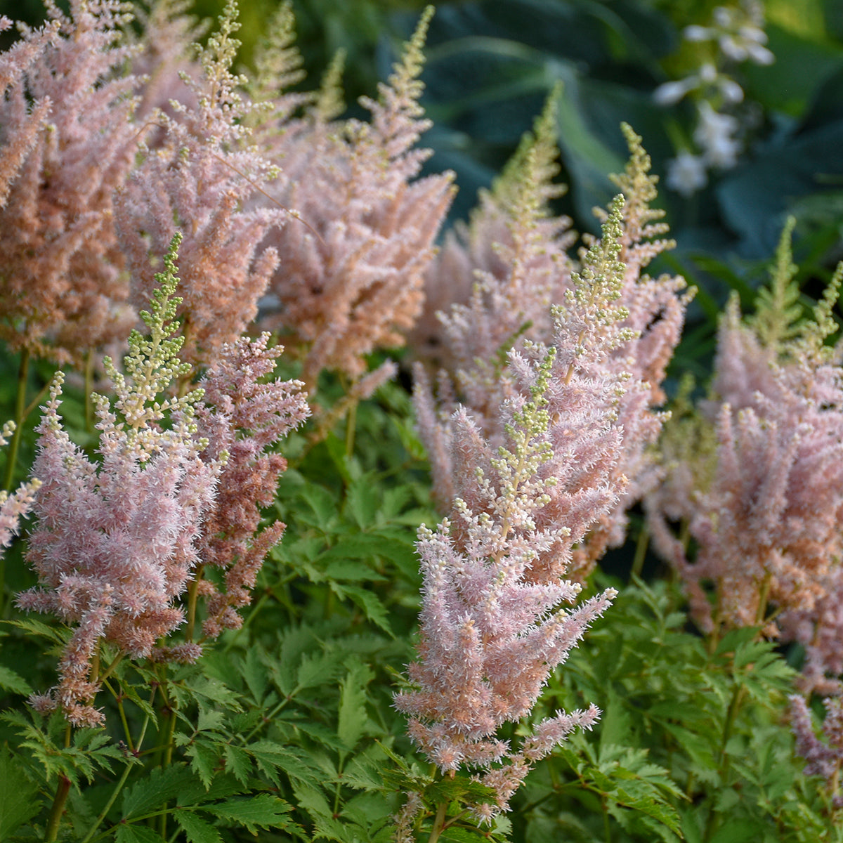 Astilbe chinensis 'Milk and Honey'