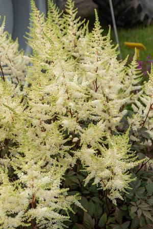 Astilbe chinensis 'Mojito'