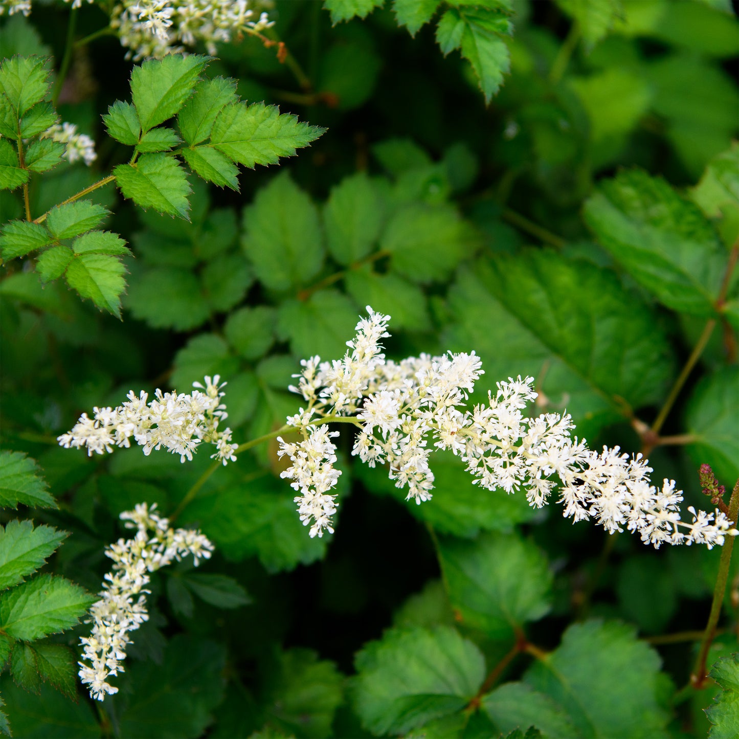 Astilbe japonica 'Washington'