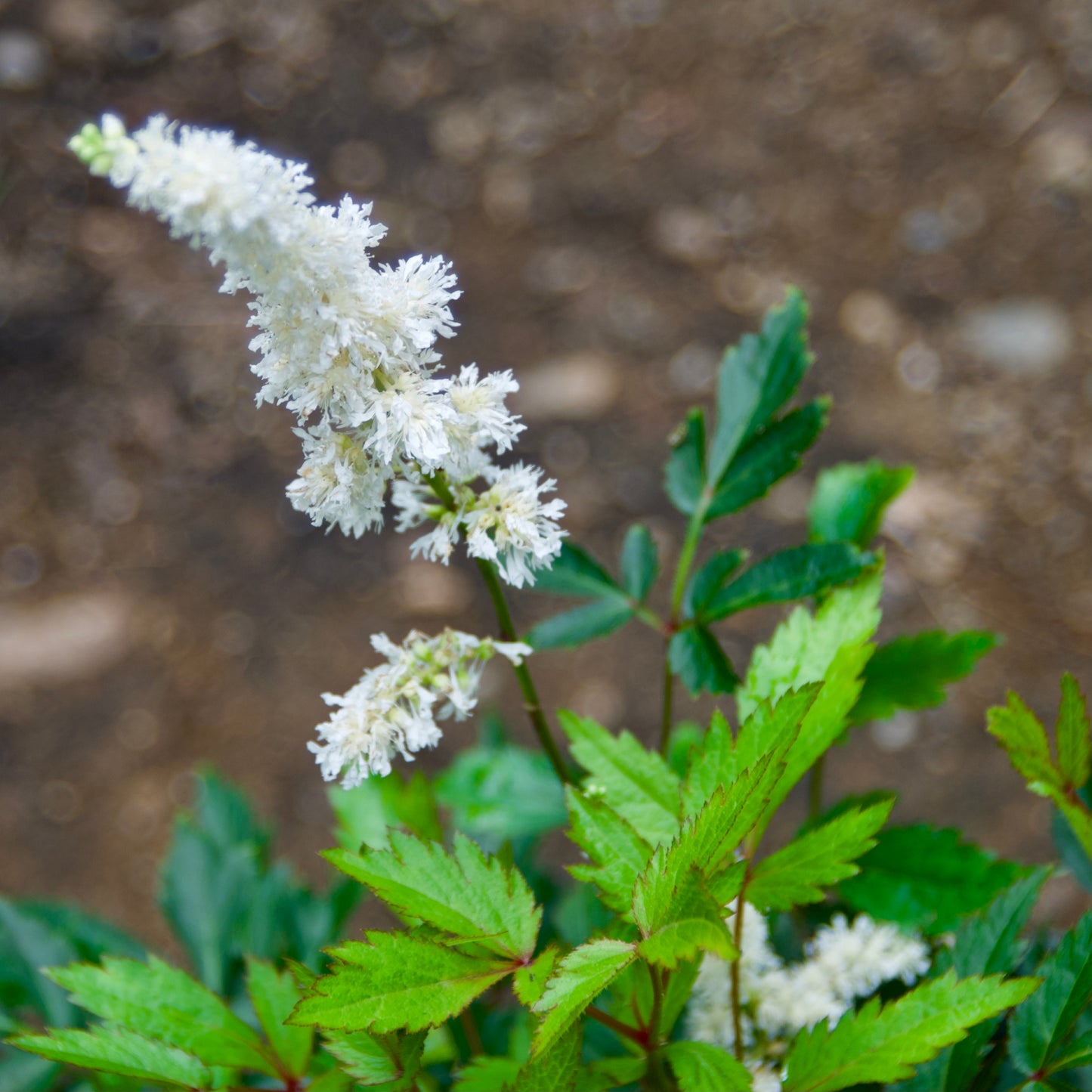 Astilbe x 'Happy Spirit'