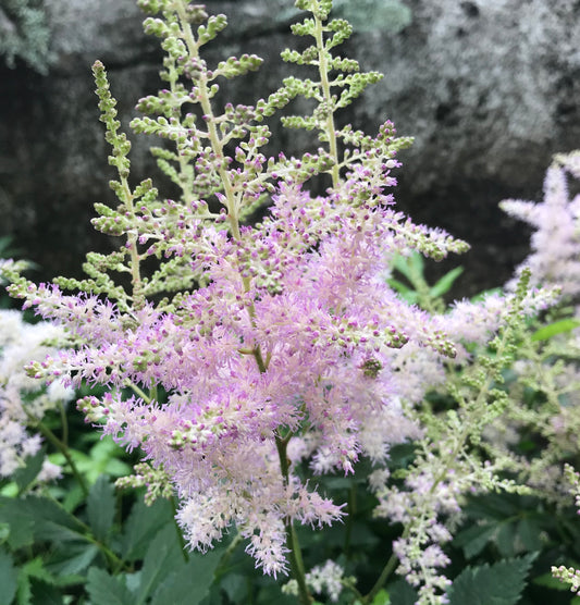 Astilbe arendsii 'America'