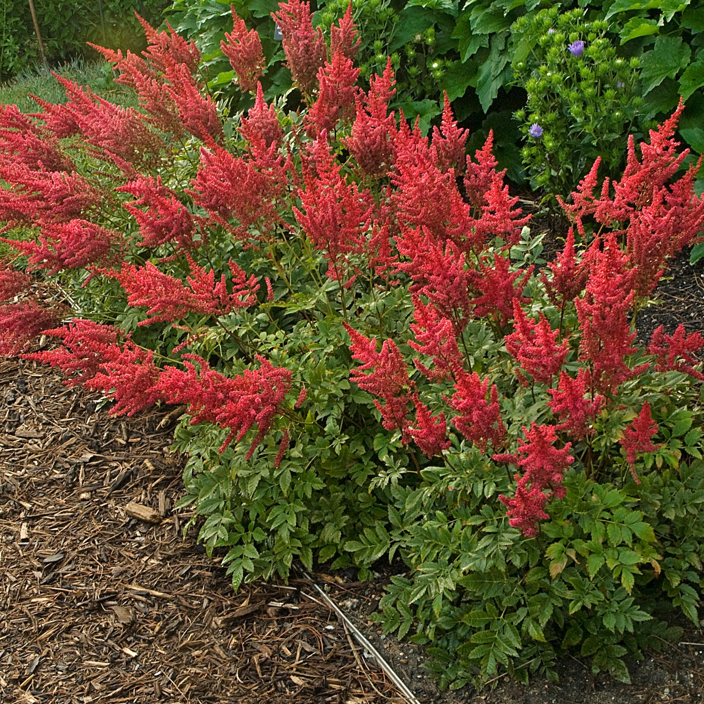 Astilbe arendsii 'August Light'
