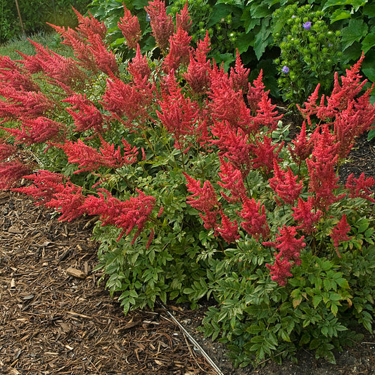 Astilbe arendsii 'August Light'