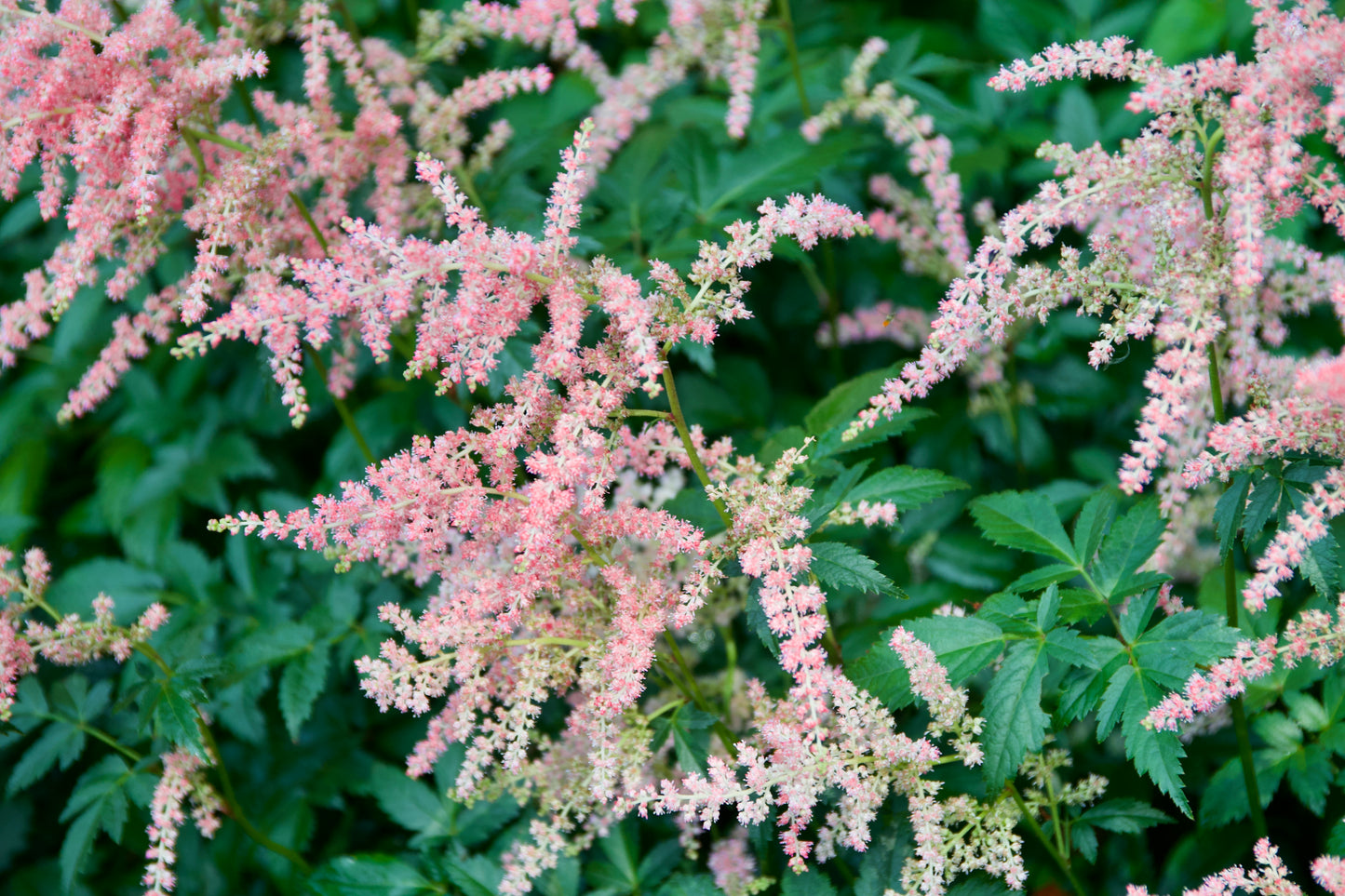Astilbe arendsii 'Bressingham Beauty'