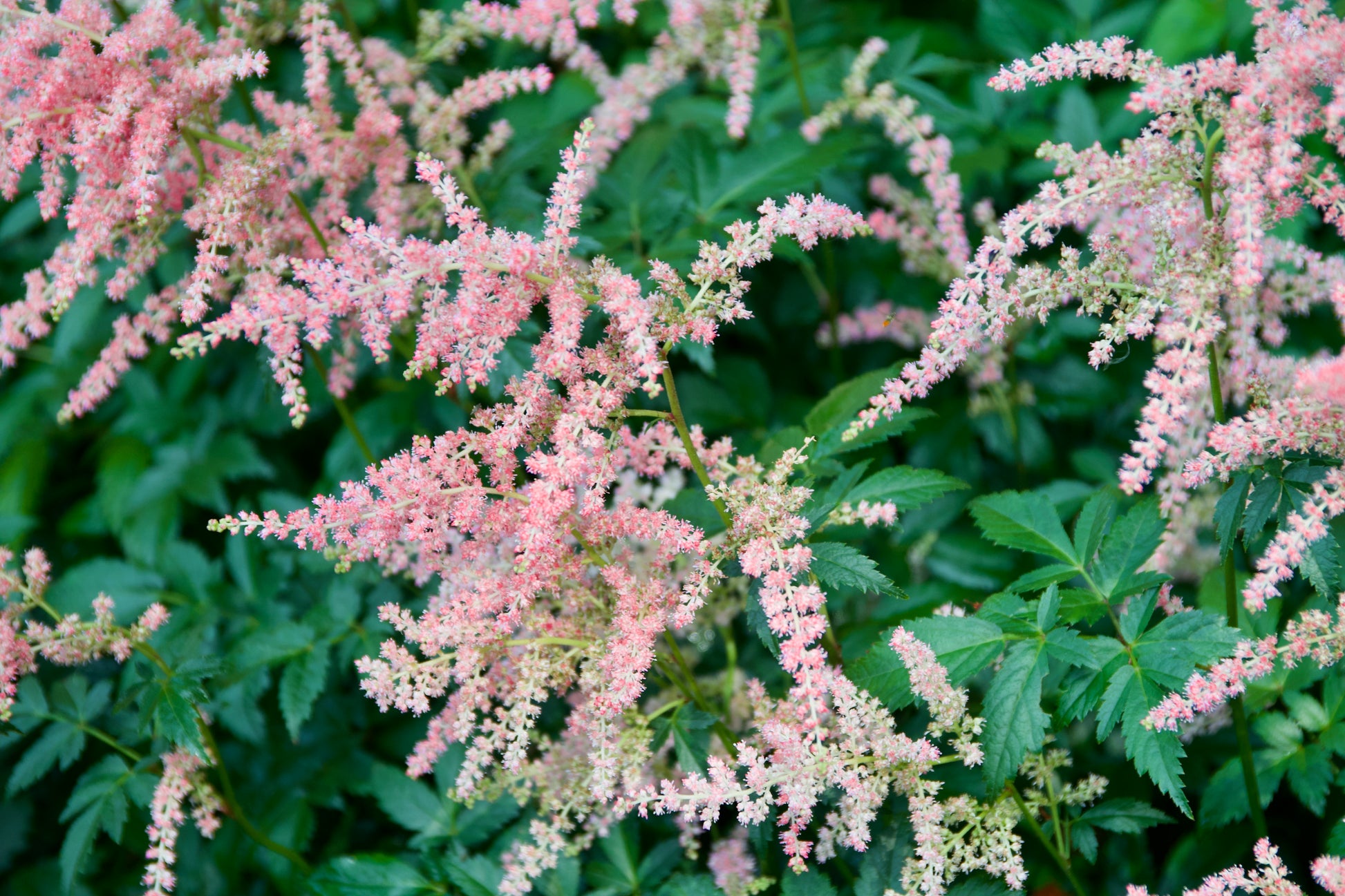 Astilbe arendsii  'Bressingham Beauty'